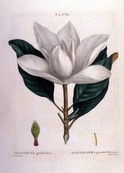 Tavola botanica: Magnolia. da Unknown artist