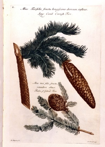 Tavola botanica: una pigna e un ramo. XVIII secolo. da Unknown artist