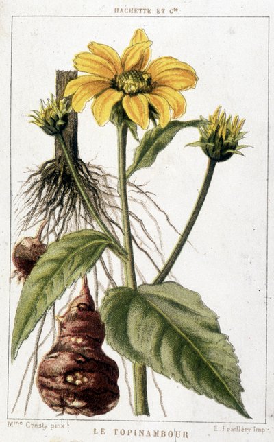 Tavola botanica raffigurante un topinambur da Unknown artist