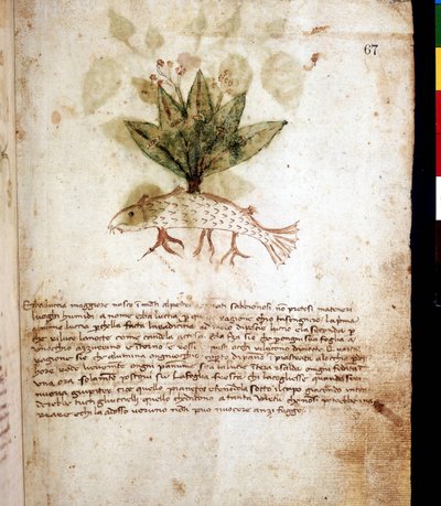 Tavola botanica rappresentante l