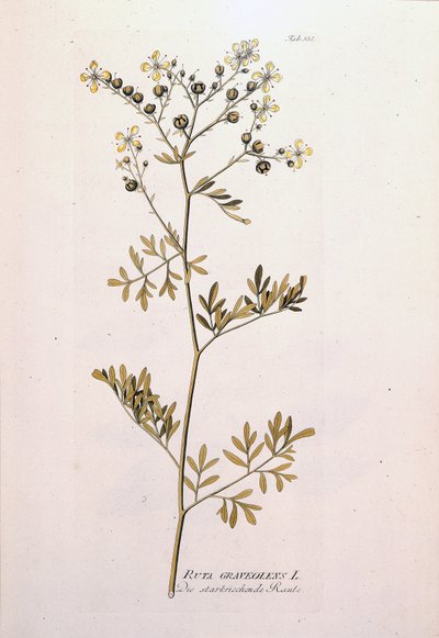 Tavola botanica: ruta officinale (Ruta graveolens). In 