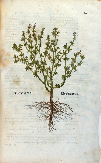 Tavola botanica: Timo (Thymus) Herbarium di Leonard Fuchs, 