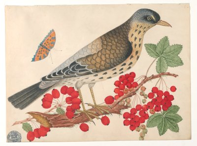 Uccello Marrone su Ramo con Cachi e una Farfalla da Unknown artist