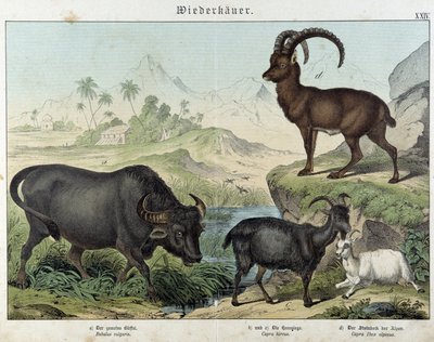 Bufalo, capra, capra e stambecco - in "Natural histories of mammals", ed. Schreiber da Unknown artist