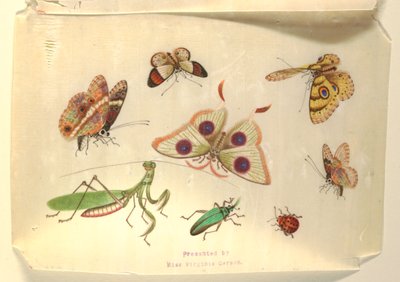 Farfalle e altri insetti da Unknown artist
