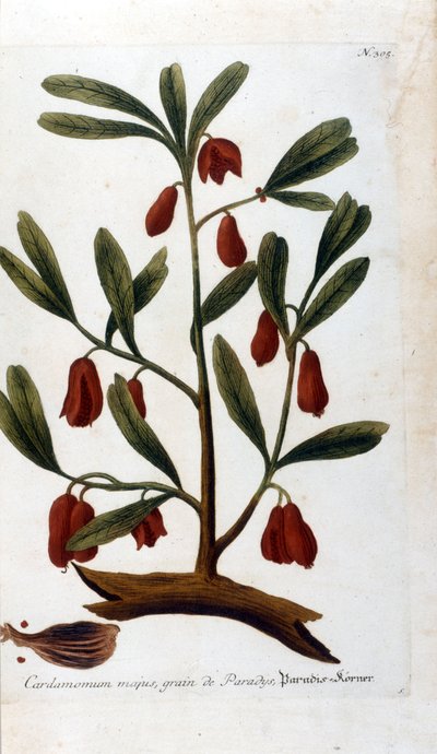 Cardamomo. Incisione del XVIII secolo. da Unknown artist