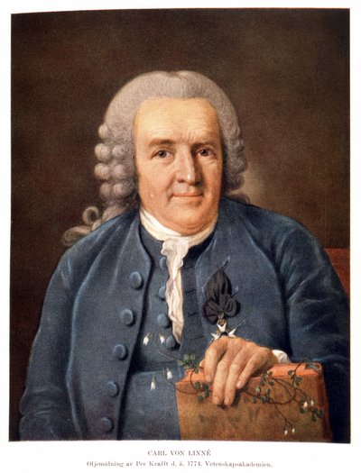 Carl Von Linné, naturalista e scrittore svedese da Unknown artist