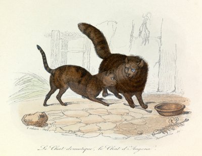 Gatti: Domestici e d