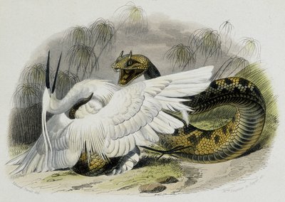 Ceraste (serpente della famiglia delle vipere) che batte un uccello. Incisione del XIX secolo dal disegno del naturalista francese Lacepede (1756-1709). da Unknown artist