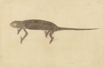 Chamaeler Chamaeleon da Unknown artist