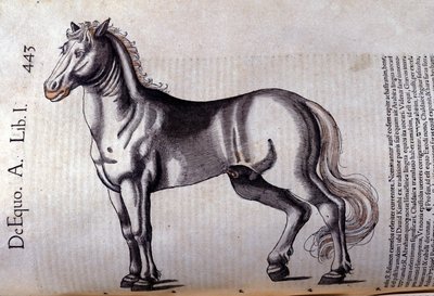 Cavallo. In Historia Animalium di Conrad Gesner (1516 - 1565), Tiguri da Unknown artist