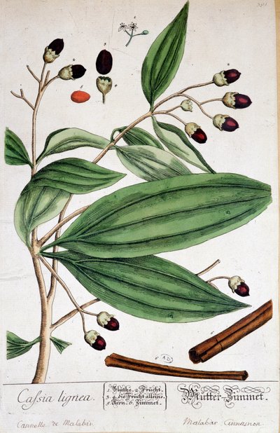 Cannella di Malabar (India) - tavola botanica da Unknown artist