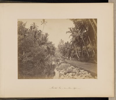 Boschetto di noci di cacao vicino a Galle, Ceylon da Unknown artist