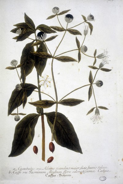 Pianta di semi di caffè in un erbario del XIX secolo. da Unknown artist