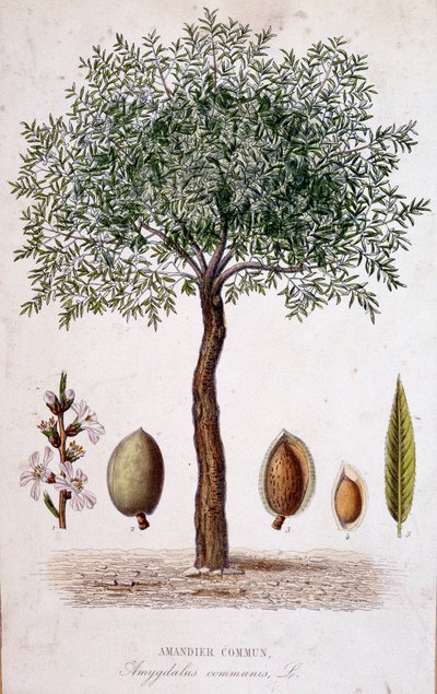 Mandorlo comune - tavola botanica da Unknown artist