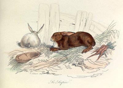 "Completes de Buffon" con la nomenclatura di Linneene e la classificazione di Cuvier: Gli animali: Il coniglio (incisione) da Unknown artist