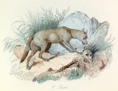 "Completes de Buffon" con la nomenclatura di Linneene e la classificazione di Cuvier: Gli animali: La volpe artica (incisione) da Unknown artist