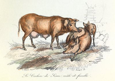 "Completes de Buffon" con la nomenclatura di Linneene e la classificazione di Cuvier: Gli animali: Il maiale del Siam (incisione) da Unknown artist
