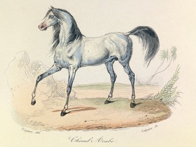 "Completes de Buffon" con la nomenclatura di Linneene e la classificazione di Cuvier: Les animaux: Cheval Arabe (incisione) da Unknown artist
