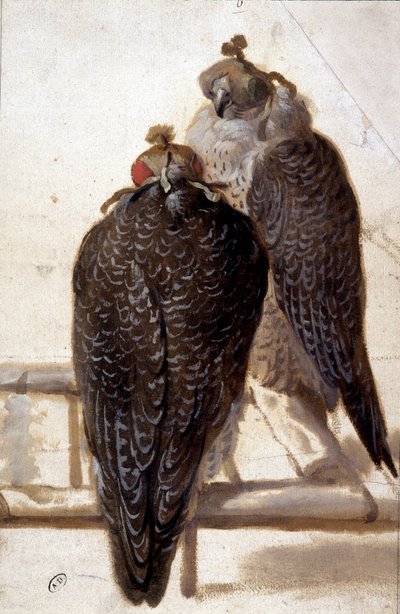 Coppia di Falchi. Disegno del XVIII Secolo da Unknown artist