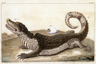 Coccodrillo del Suriname (Caimano) - in “Cosa c