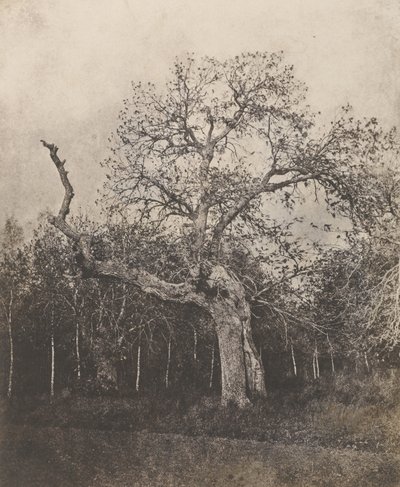 [Albero storto con foglie rade] da Unknown artist