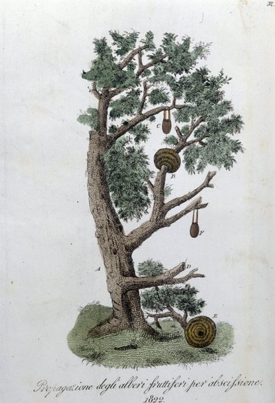Sistema di taglio per lo sviluppo degli alberi da frutto. Tavola tratta da "Giornale dell