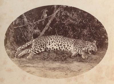 Leopardo morto da Unknown artist