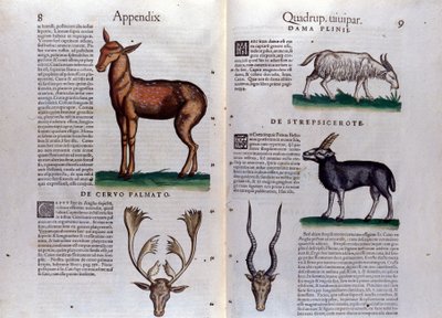 Cervo e antilope - in Historia Animalium di Conrad Gesner (1516 - 1565), Tiguri da Unknown artist