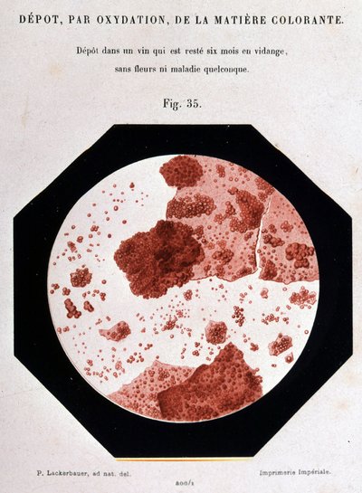 Deposizione, per ossidazione, della materia colorante: deposito in una vista che è stata svuotata per sei mesi senza fiori o malattie. Vista microscopica 400/1. Studio sul vino 1866 di Pasteur. da Unknown artist