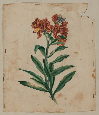 Disegno di design, inizio XVIII secolo da Unknown artist