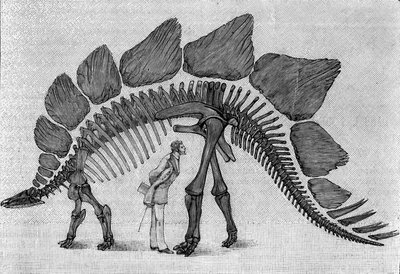 Scheletro di dinosauro: "Stegosaurus ungulatus", marzo. Giurassico superiore delle Montagne Rocciose. Riproduzione del disegno comunicato da Mr. March ad Albert Gaudry dell