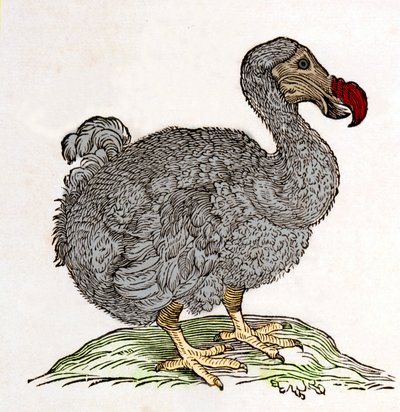 Dodo o Dronte. Uccello scomparso - in 