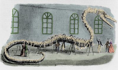 Il falso serpente marino del Dr. Albert C. Koch. Lo scheletro era montato con ossa di vari animali. Il serpente fu chiamato 