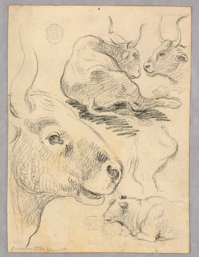 Disegno: Schizzi di mucche da Unknown artist