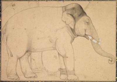 Disegno di un elefante da Unknown artist