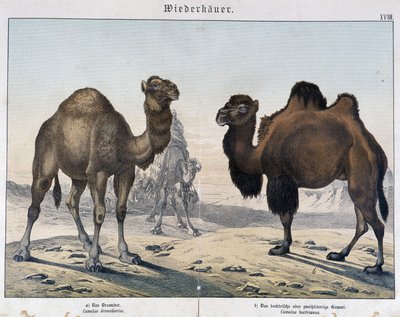 Dromedario e cammello - in "Natural histories of mammals", ed. Schreiber, Monaco da Unknown artist