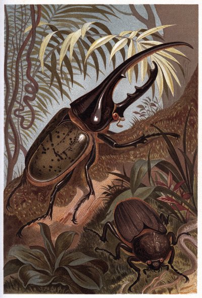 Dynaste hercules, scarabeo rinoceronte da Unknown artist