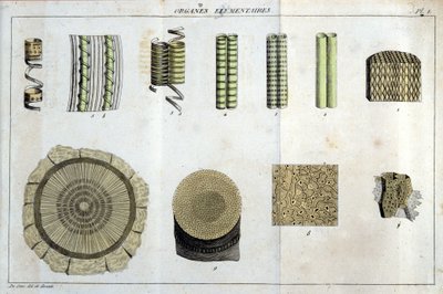 Organi elementari: in Flora Francoise, o una breve descrizione di tutte le piante che crescono naturalmente in Francia, disposte secondo un nuovo metodo di analisi a cui si allega la citazione delle loro virtù meno equivoche in medicina e la loro utilità da Unknown artist