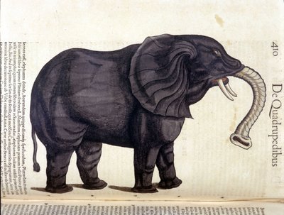Elefante dall