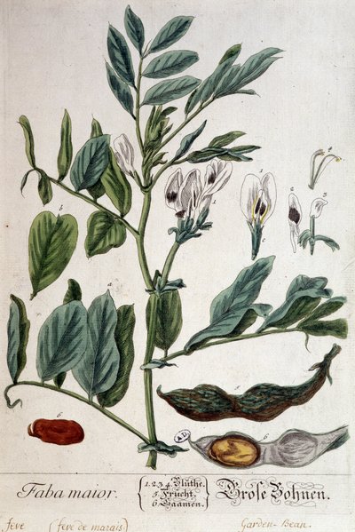 Faba Major (fava di palude) - tavola botanica da Unknown artist