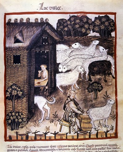 Lavoro agricolo: mungitura delle pecore per produrre latte e formaggio. Miniatura dal Tacuinum sanitatis da Unknown artist