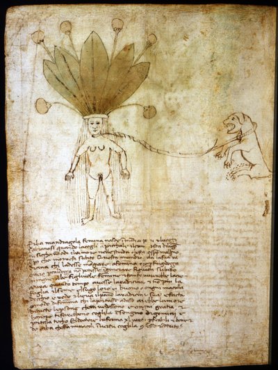 Mandragora femmina, estratta da un