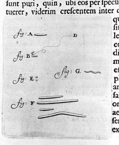 Prima rappresentazione dei batteri. Descrizione del mercante e scienziato olandese Antoine van Leeuwenhoek (1632-1723) dopo uno studio dei batteri nella sua bocca. Incisione da 