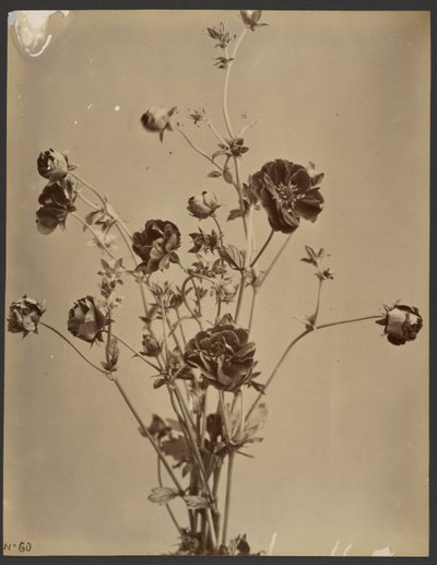 [Studio floreale] da Unknown artist