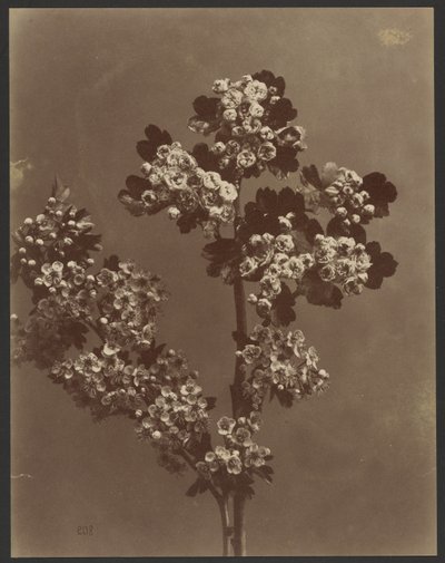 [Studio floreale con più mazzi di fiori]. da Unknown artist