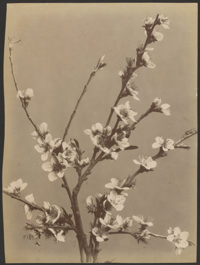 [Studio floreale con piccoli fiori bianchi] da Unknown artist