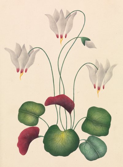 Fiore con Tre Fiori da Unknown artist