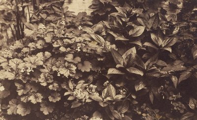 [Fiori e Foglie] da Unknown artist