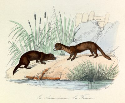 Fouine e Saricovienne classificate da Linneene e Cuvier in "Completes de Buffon" (incisione) da Unknown artist